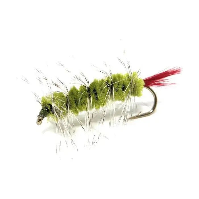 Jackson Cardinal Wooly Worm #6 Olive Qty 24