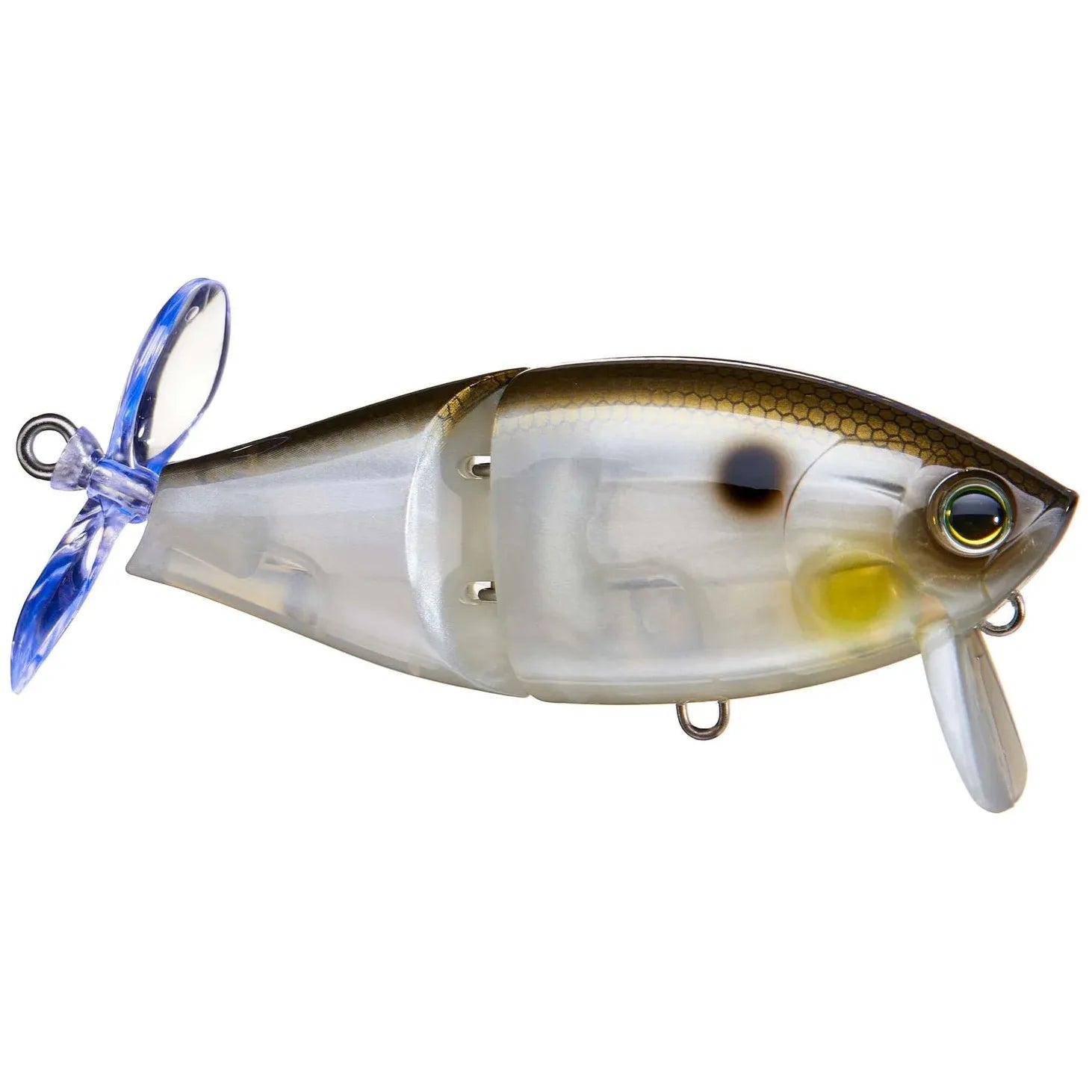 Gizzard Shad